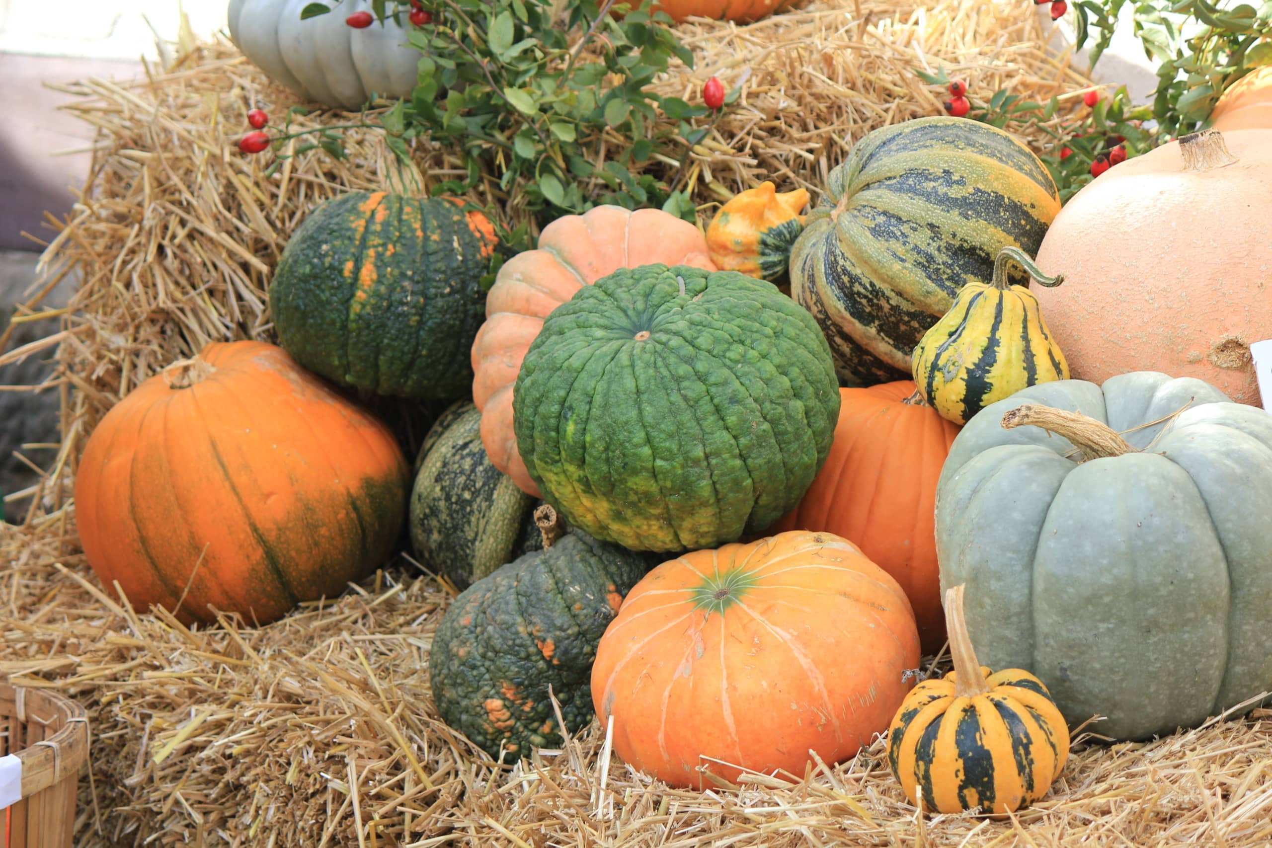 colorful pumpkins Colorful pumpkins in a pumpkin patch