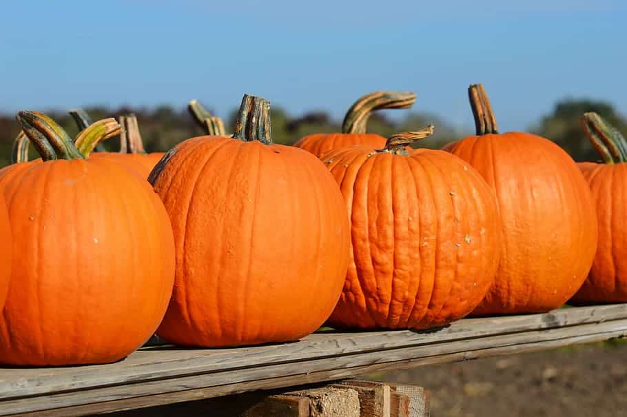 decorate your pumpkins! Decorate your pumpkins!