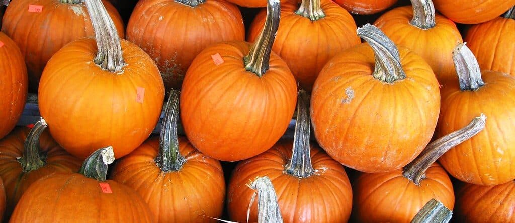 Pumpkins in a patch